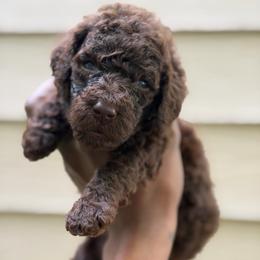 Laenor - Brown male Poodle puppy in Atlanta, Georgia from Syren House Doodles & Poodles