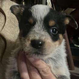 Boy 2 - Blue male Australian Cattle Dog puppy in Norton, Ohio from Australian Cattle Dog Company
