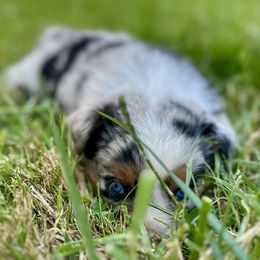 Boy 1 Blue Merle - Blue merle male Australian Shepherd puppy in St. Paul, Oregon from Raybell Ridge Farm