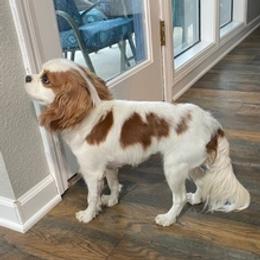 Cavalier King Charles Spaniels from Corinne Cavalier's