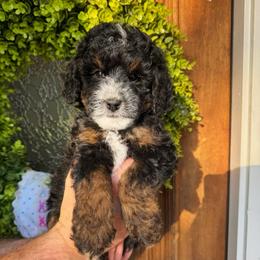 Rusty - Tri-color male Bernedoodle puppy in Alpharetta, Georgia from Doodles of Buckhead