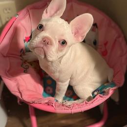 French Bulldog Puppies from Lilac City Frenchies