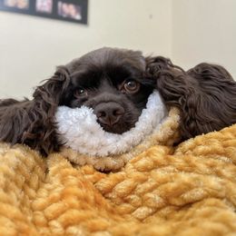 Cocker Spaniel All Grown Up from Once Upon a Time Cockers