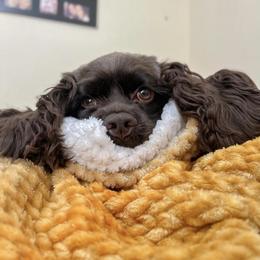 Cocker Spaniel All Grown Up from Once Upon a Time Cockers