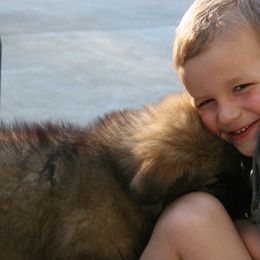 Shiloh Shepherd Puppies from Solace Shilohs