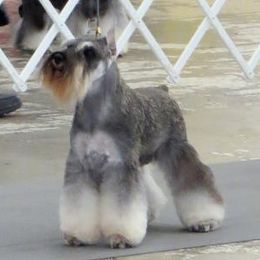 Miniature Schnauzers from Von Ruhr Miniature Schnauzers