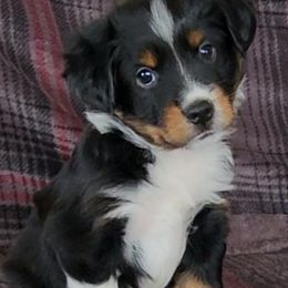 Miniature Australian Shepherd and Toy Australian Shepherd Puppies from Miller Hill Aussies