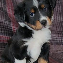 Miniature Australian Shepherd and Toy Australian Shepherd Puppies from Miller Hill Aussies