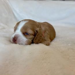 Cocker Spaniel Puppies from Jennifer Dees