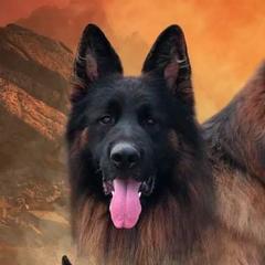German Shepherds from Aus Seinem Haus