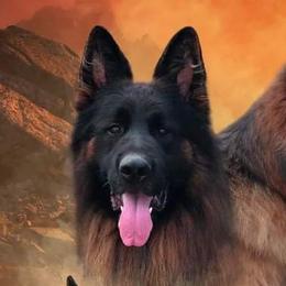 German Shepherds from Aus Seinem Haus