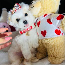 Diamond - White female Maltipoo puppy in Sugar Land, Texas from Celebrity Maltipoos