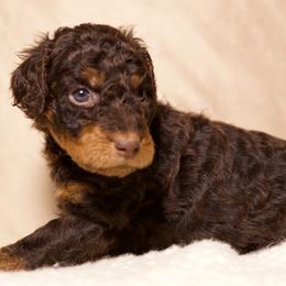 Rigel - Phantom male Goldendoodle puppy in Palmetto Bay, Florida from SOMIDOODLES