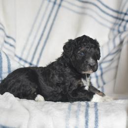Toe - Black tri-color female Aussiedoodle puppy in Delta, Colorado from PTK Ranch