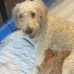 Goldendoodles from Petal Perfect Puppies