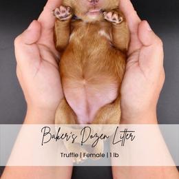 Truffle - Red  female Goldendoodle puppy in Comanche, Texas from Central Texas Doodles, LLC.