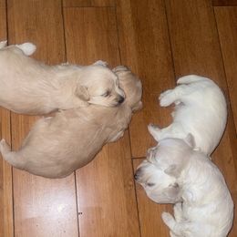 Maltipoo Puppies from Tosha Maltipoos