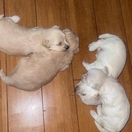 Maltipoo Puppies from Tosha Maltipoos
