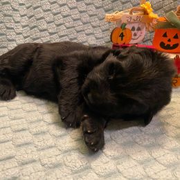 Harry - Black male German Shepherd puppy in Aurora, Illinois from Fairhaven German Shepherds