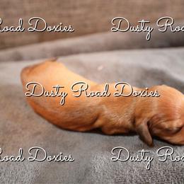 Levi - Red male Dachshund puppy in Blanchard, Oklahoma from Dusty Road Doxies