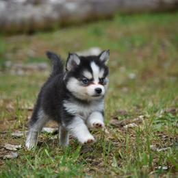 Badger - Black and white male Pomsky puppy in Coos Bay, Oregon from Ocean View Pomskies