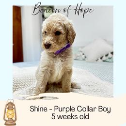 Shine - Apricot male Goldendoodle puppy in Montgomery, Texas from Dacus Doodles