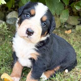 Raylen - Black rust and white female Bernese Mountain Dog puppy in Sugarcreek, Ohio from Angel Valley Berners