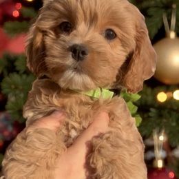 Green Female - Red female Cavapoo puppy in Gilbert, Arizona from Azbernedoodlepuppies