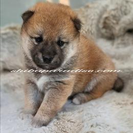 Rina - Red female Shiba Inu puppy in Tualatin, Oregon from Shiba Paradise