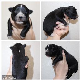 Strawberry - Black tri female Miniature Australian Shepherd puppy in Iola, Texas from MK Aussies
