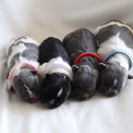 Bernedoodle, French Bulldog, and Goldendoodle Puppies from Ohana Doodles x Frenchies