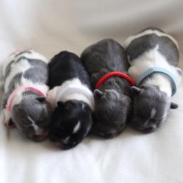 Bernedoodle, French Bulldog, and Goldendoodle Puppies from Ohana Doodles x Frenchies