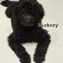 Hickory - Black and white female Bernedoodle puppy in Beachwood, Ohio from Paws of the Vineyard