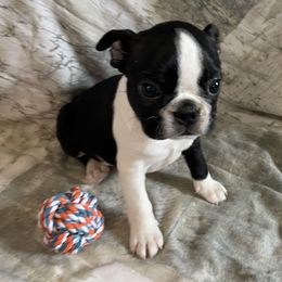 Cody - Black and white male Boston Terrier puppy in Lake City, Florida from RuckerRun Boston Terriers