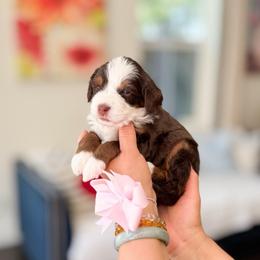 Indy-Bluey - Tri-color female Bernedoodle puppy in Ontario, California from Teddy Doodles & Standard Poodles