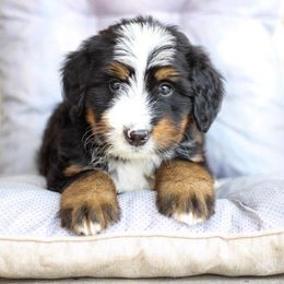 Rain - Tri-color male Bernedoodle puppy in Delta, Pennsylvania from KEE Bernedoodles