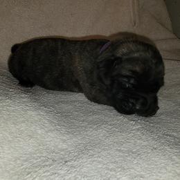 Girl 5 - Brindle Mastiff puppy in Aurora, Colorado from Bratay Mastiffs