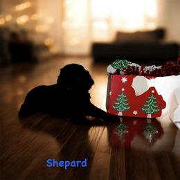 Jaguar - Black male Goldendoodle puppy in Sanderson, Florida from Serenity Goldendoodles