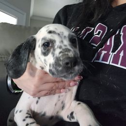 Dalmatian Puppies from America's Dalmatian Friends