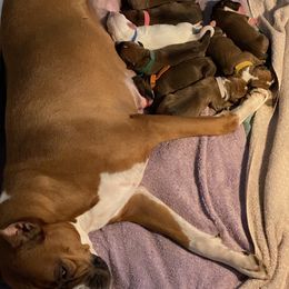 Boxer Puppies from Schaible's Boxer Huddle