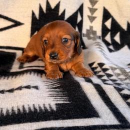 GIRL 2 CKC - Red female Dachshund puppy in Nacogdoches, Texas from S7 Dachsunds