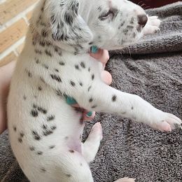 Dalmatians from Spoiledrottendals