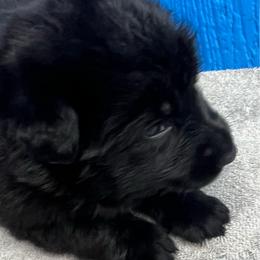 Girl 2-purple - Black female German Shepherd puppy in Sharon Grove, Kentucky from Julie’s Shepherds
