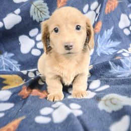 Winnie - Cream female Dachshund puppy in Florida from Doxie Rugrats