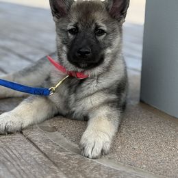 Norwegian Elkhound Puppies from Aspen Norwegian Elkhounds