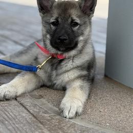Norwegian Elkhound Puppies from Aspen Norwegian Elkhounds