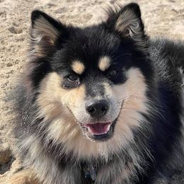 Finnish Lapphunds from Akasha Wind