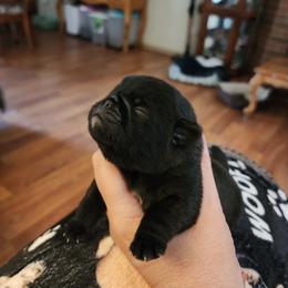 Little man puppy 3 - Black male Pug puppy in Tacoma, Washington from Precious Princess Pugs