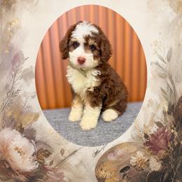 Leondardo - Brown and white male Bernedoodle puppy in Norcross, Georgia from Teddy Puppies