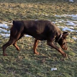 Cersei - Doberman Pinscher